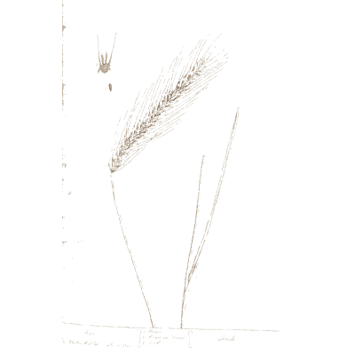 Bearded grass ear - A Curious Herbal: Five Hundred Cuts - 1737
