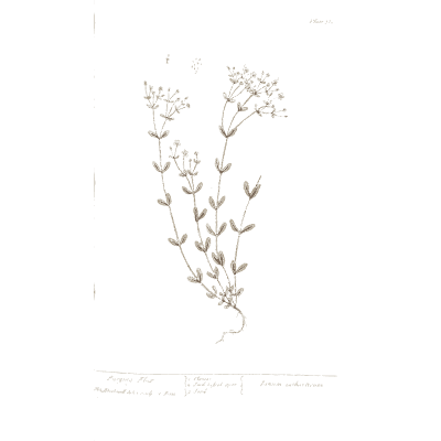 Creeping herb with white flower heads - A Curious Herbal: Five Hundred Cuts - 1737