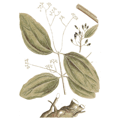 Ribbed leaves with a flower umbel - A Curious Herbal: Five Hundred Cuts - 1737
