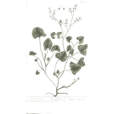 Sprawling herb with heart-shaped leaves - A Curious Herbal: Five Hundred Cuts - 1737