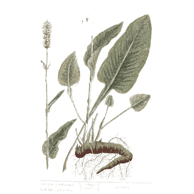 Broad leaves with a thick root - A Curious Herbal: Five Hundred Cuts - 1737