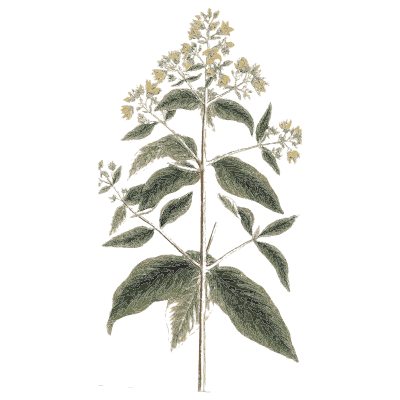 Leafy herb with yellow star flowers - A Curious Herbal: Five Hundred Cuts - 1737