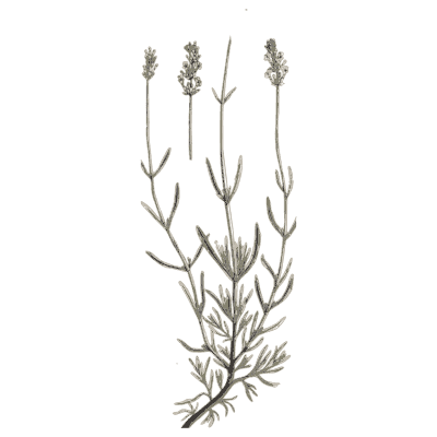 Lavender with flower spikes - A Curious Herbal: Five Hundred Cuts - 1737
