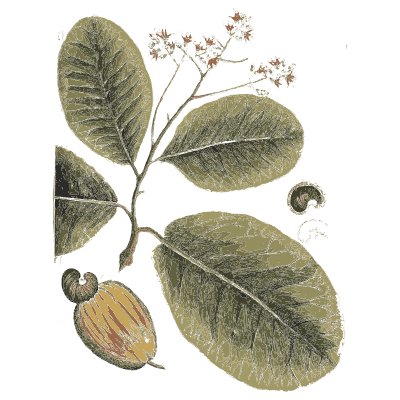 Branch with round leaves and a fruit - A Curious Herbal: Five Hundred Cuts - 1737