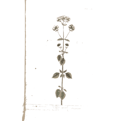 Upright herb with flower clusters - A Curious Herbal: Five Hundred Cuts - 1737