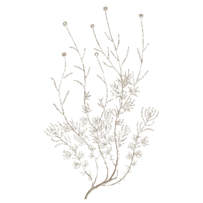 Airy herb with small flower heads - A Curious Herbal: Five Hundred Cuts - 1737