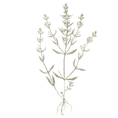 Wiry herb with paired leaves - A Curious Herbal: Five Hundred Cuts - 1737