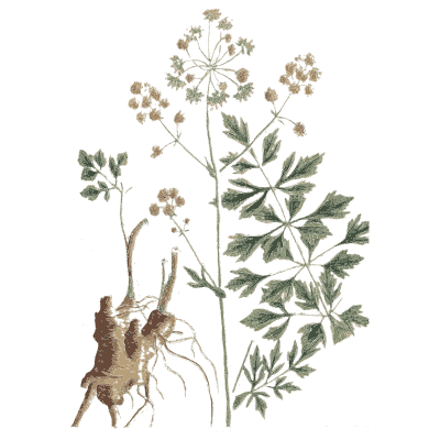 Umbel herb with a knobbly root - A Curious Herbal: Five Hundred Cuts - 1737
