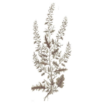 Feathery flower plume - A Curious Herbal: Five Hundred Cuts - 1737