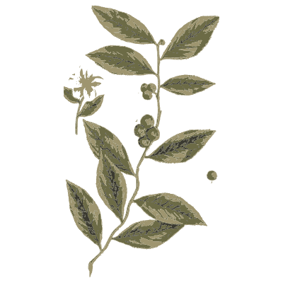 Leafy branch with a small berry - A Curious Herbal: Five Hundred Cuts - 1737