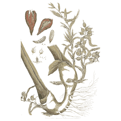 Cut stalk with a leafy shoot - A Curious Herbal: Five Hundred Cuts - 1737
