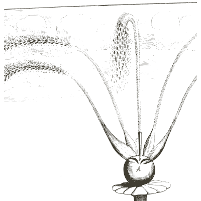 Single head throwing four arching jets - Architectura Curiosa Nova - 1664