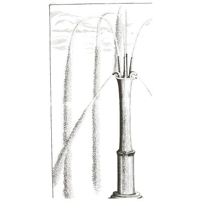Long jets from a fluted pedestal - Architectura Curiosa Nova - 1664