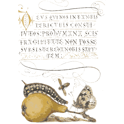 Calligraphy page with pear and moth - Mira Calligraphiae Monumenta (The Model Book of Calligraphy) - 1596