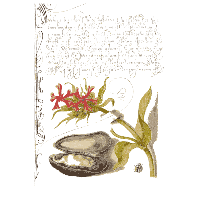 Calligraphy page with flower and mussel - Mira Calligraphiae Monumenta (The Model Book of Calligraphy) - 1596