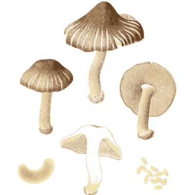 Brown cap mushrooms - Icones Mycologicae - 1905