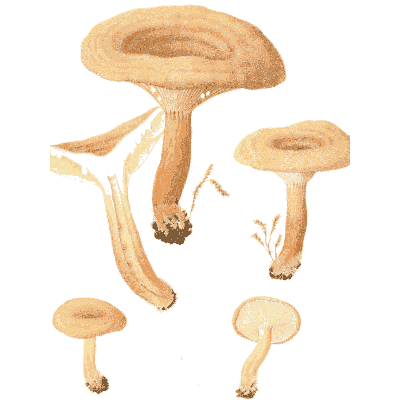 Funnel-capped milk caps - Icones Mycologicae - 1905
