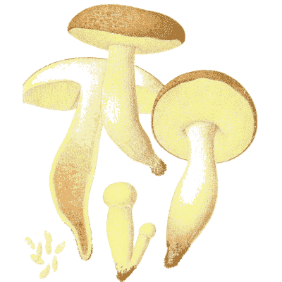 Yellow bolete group - Icones Mycologicae - 1905