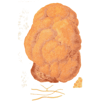 Orange brain-like fungus - Icones Mycologicae - 1905