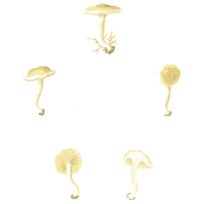 Tiny pale mushrooms 01 - Icones Mycologicae - 1905