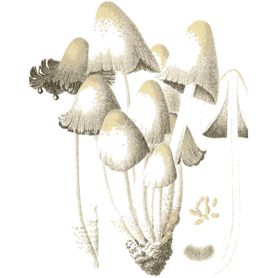 Ink cap cluster - Icones Mycologicae - 1905