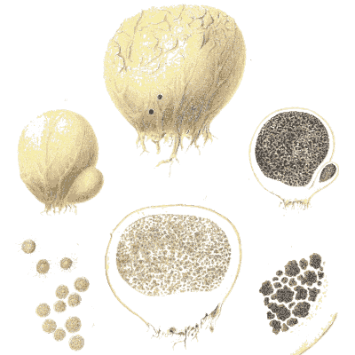 Puffballs and truffle sections - Icones Mycologicae - 1905