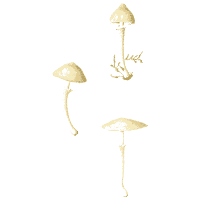 Slender bonnet mushrooms - Icones Mycologicae - 1905