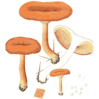 Orange milk caps 01 - Icones Mycologicae - 1905