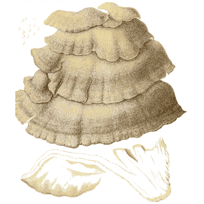 Tiered bracket fungus - Icones Mycologicae - 1905