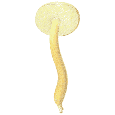 Long-stemmed yellow mushroom - Icones Mycologicae - 1905