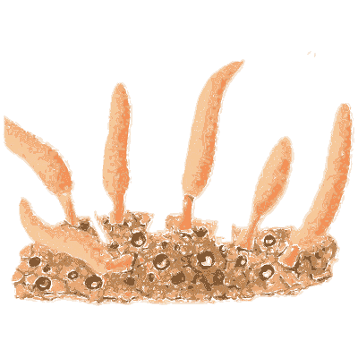 Orange cordyceps-like fungi - Icones Mycologicae - 1905