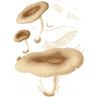 Brown funnel mushrooms - Icones Mycologicae - 1905