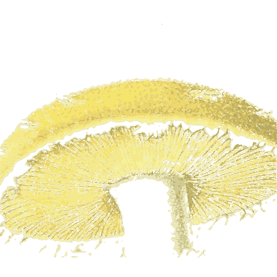 Mushroom gills close-up - Icones Mycologicae - 1905