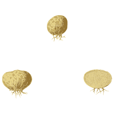 Small round fungi - Icones Mycologicae - 1905