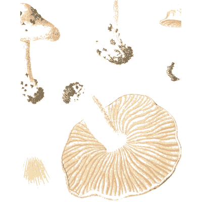 Speckled mushroom with gill view - Icones Mycologicae - 1905