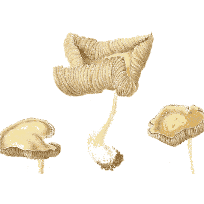 Wavy-capped mushrooms - Icones Mycologicae - 1905