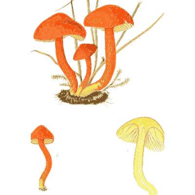 Scarlet waxcaps 01 - Icones Mycologicae - 1905