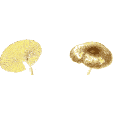 Mushroom caps from above and below - Icones Mycologicae - 1905
