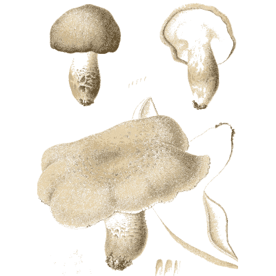 Grey bolete and sections - Icones Mycologicae - 1905