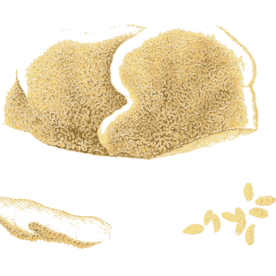 Crust fungus - Icones Mycologicae - 1905