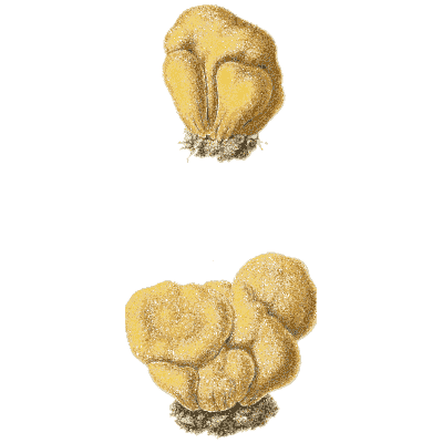 Brain-like yellow fungus - Icones Mycologicae - 1905