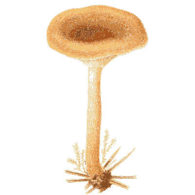 Orange funnel mushroom - Icones Mycologicae - 1905