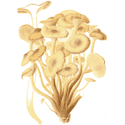 Honey fungus cluster - Icones Mycologicae - 1905