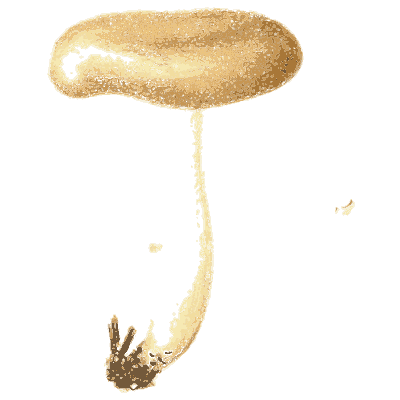 Tan gilled mushroom - Icones Mycologicae - 1905