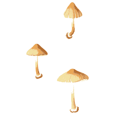 Three conical brown mushrooms - Icones Mycologicae - 1905