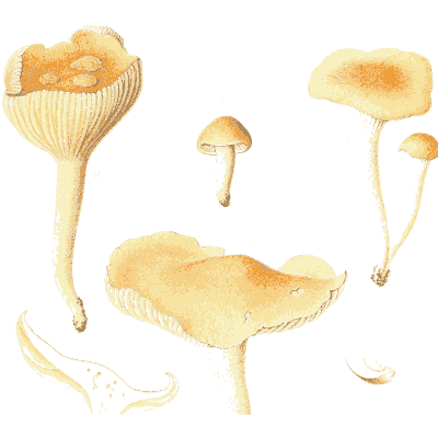 Chanterelle-like mushrooms - Icones Mycologicae - 1905