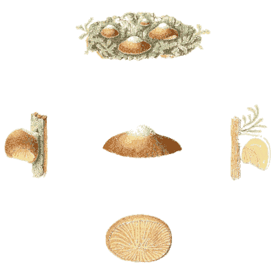 Bird's nest and cup fungi - Icones Mycologicae - 1905