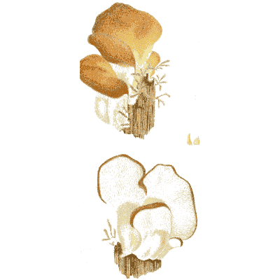 Brown oyster-like fungi on wood - Icones Mycologicae - 1905