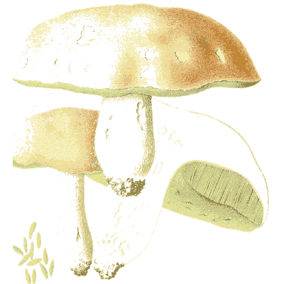 Large pale mushroom with sections - Icones Mycologicae - 1905