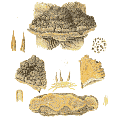 Dark bracket fungi and sections - Icones Mycologicae - 1905